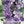 Tussock Bellflower Seeds For Planting (Campanula carpatica)