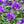 Bellflower Superba Seeds For Planting (Campanula glomerata)