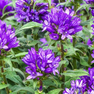 Bellflower Superba Seeds For Planting (Campanula glomerata)