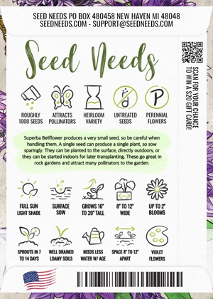 Bellflower Superba Seeds For Planting (Campanula glomerata)