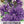 Bellflower Superba Seeds For Planting (Campanula glomerata)