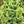 Bells of Ireland Seeds For Planting (Molucella laevis)