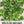 Bells of Ireland Seeds For Planting (Molucella laevis)