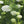 Bishop's Flower Seeds For Planting (Ammi majus)