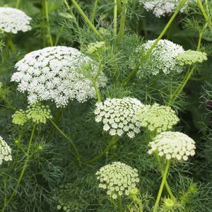 Bishop's Flower Seeds For Planting (Ammi majus)