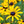 Black-Eyed Susan Seeds For Planting (Rudbeckia hirta)
