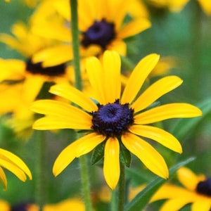 Black-Eyed Susan Seeds For Planting (Rudbeckia hirta)