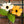 Black-Eyed Susan Vine - Mixed Colors (Thunbergia alata)