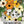 Black-Eyed Susan Vine - Mixed Colors (Thunbergia alata)