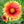 Blanket Flower Seeds For Planting (Gaillardia aristata)