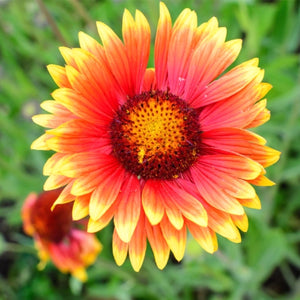 Blanket Flower Seeds For Planting (Gaillardia aristata)