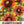Blanket Flower Seeds For Planting (Gaillardia aristata)
