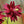 Barlow Mix Columbine Seeds For Planting (Aquilegia vulgaris)