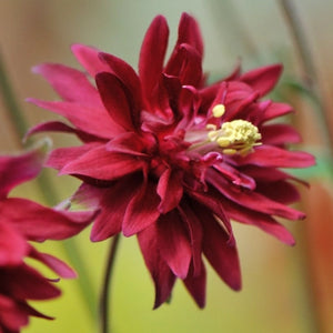 Barlow Mix Columbine Seeds For Planting (Aquilegia vulgaris)