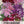 Barlow Mix Columbine Seeds For Planting (Aquilegia vulgaris)
