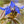 Blue Borage Seeds For Planting (Borago officinalis)