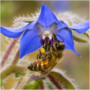Blue Borage Seeds For Planting (Borago officinalis)