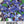 Blue Borage Seeds For Planting (Borago officinalis)