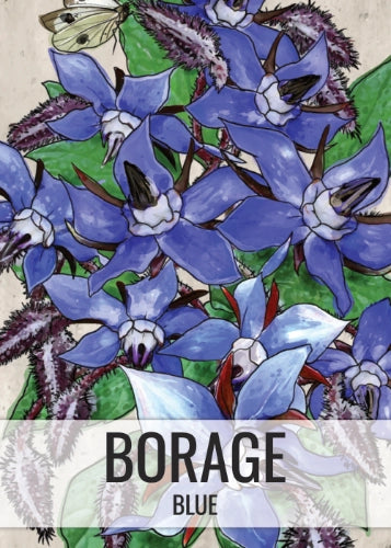 Blue Borage Seeds For Planting (Borago officinalis)
