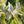 White Borage Seeds For Planting (Borago officinalis)