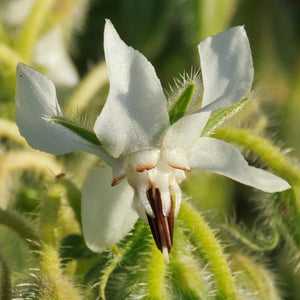 White Borage Seeds For Planting (Borago officinalis)