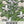 White Borage Seeds For Planting (Borago officinalis)