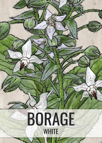 White Borage Seeds For Planting (Borago officinalis)