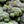 Calabrese Broccoli Seeds For Planting (Brassica oleracea)