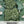 Calabrese Broccoli Seeds For Planting (Brassica oleracea)