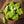 Romanesco Broccoli Seeds For Planting (Brassica oleracea)