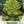 Romanesco Broccoli Seeds For Planting (Brassica oleracea)