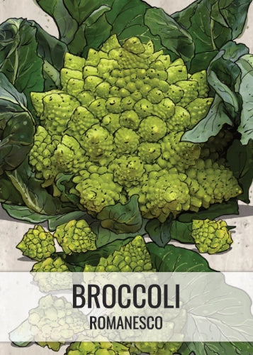 Romanesco Broccoli Seeds For Planting (Brassica oleracea)