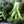 Waltham 29 Broccoli Seeds For Planting (Brassica oleracea)