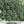 Waltham 29 Broccoli Seeds For Planting (Brassica oleracea)