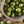 Brussels Sprout Seeds For Planting, Long Island Improved (Brassica oleracea)