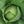 Copenhagen Market Cabbage Seeds For Planting (Brassica oleracea)
