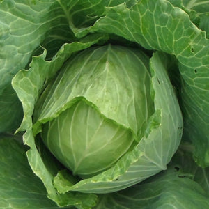 Copenhagen Market Cabbage Seeds For Planting (Brassica oleracea)