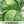 Copenhagen Market Cabbage Seeds For Planting (Brassica oleracea)
