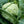 Danish Ballhead Cabbage Seeds For Planting (Brassica oleracea)