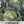 Danish Ballhead Cabbage Seeds For Planting (Brassica oleracea)