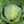 Early Flat Dutch Cabbage Seeds For Planting (Brassica oleracea)