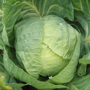 Early Flat Dutch Cabbage Seeds For Planting (Brassica oleracea)