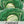 Early Flat Dutch Cabbage Seeds For Planting (Brassica oleracea)