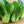 Pak Choy White Stem Cabbage Seeds For Planting (Brassica rapa)