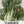 Pak Choy White Stem Cabbage Seeds For Planting (Brassica rapa)