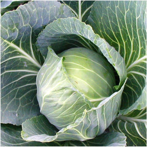 Golden Acre Cabbage Seeds For Planting (Brassica oleracea)