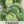 Golden Acre Cabbage Seeds For Planting (Brassica oleracea)