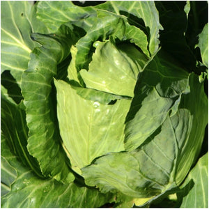 Early Jersey Wakefield Cabbage Seeds For Planting (Brassica oleracea)