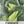 Early Jersey Wakefield Cabbage Seeds For Planting (Brassica oleracea)