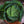 Savoy Perfection Cabbage Seeds For Planting (Brassica oleracea)